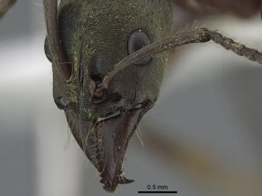Neoponera bugabensis specimen