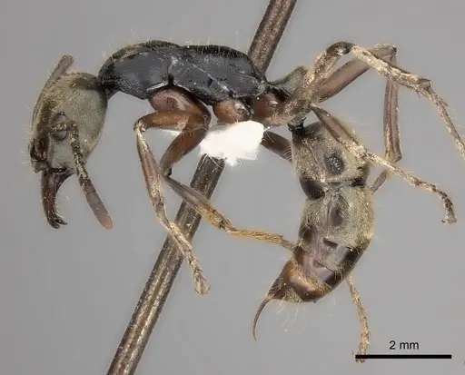 Neoponera bugabensis - CASENT0217570