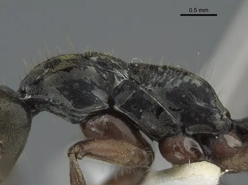 Neoponera bugabensis - CASENT0217570