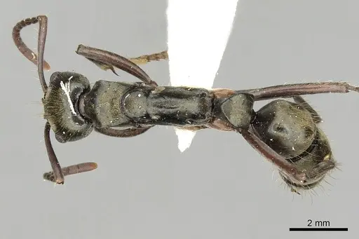 Neoponera bugabensis - CASENT0249131