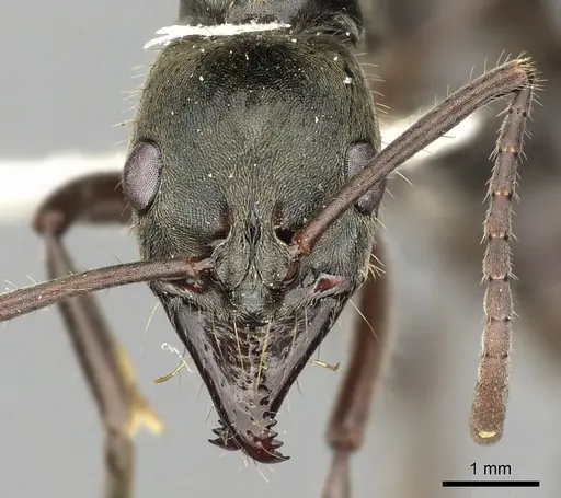 Neoponera bugabensis - CASENT0249131