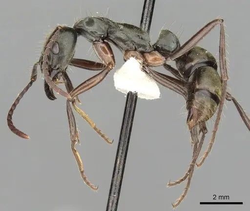 Neoponera bugabensis - CASENT0249131