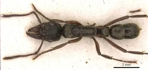 Neoponera bugabensis - CASENT0907242