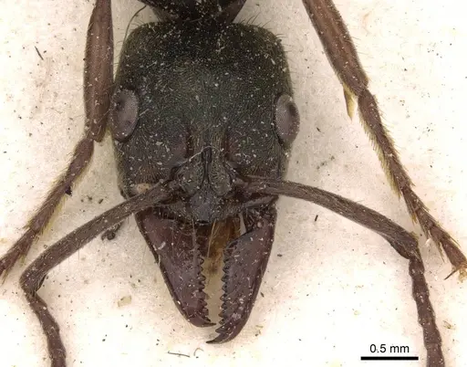 Neoponera bugabensis - CASENT0907242