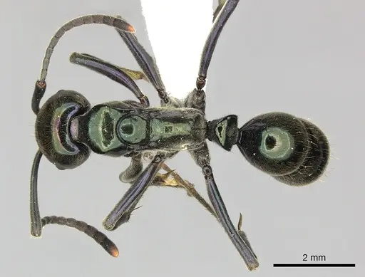 Neoponera carbonaria specimen
