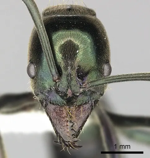Neoponera carbonaria specimen