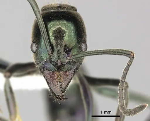 Neoponera carbonaria specimen