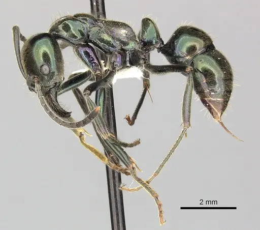 Neoponera carbonaria - CASENT0249132