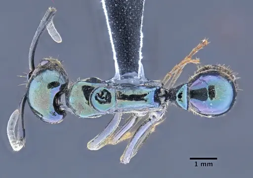 Neoponera carbonaria - CASENT0649889