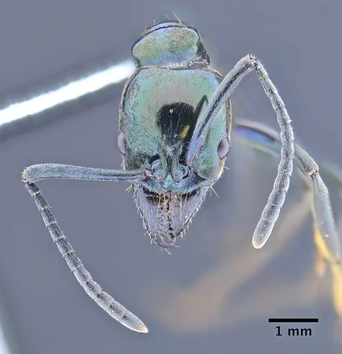 Neoponera carbonaria - CASENT0649889