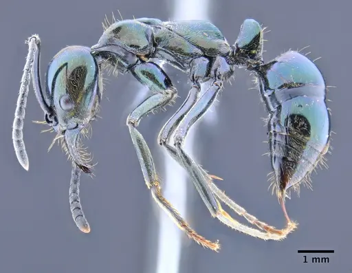 Neoponera carbonaria - CASENT0649889