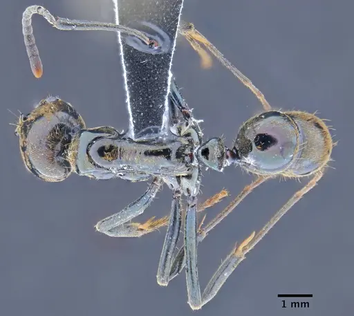 Neoponera carbonaria - CASENT0649898