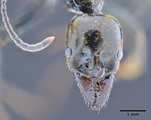 Neoponera carbonaria - CASENT0649898