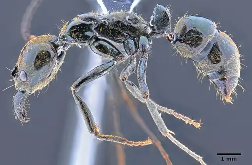 Neoponera carbonaria - CASENT0649898