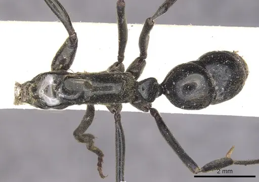 Neoponera carbonaria - CASENT0902517