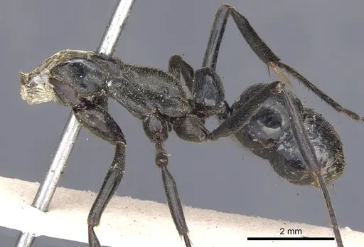 Neoponera carbonaria - CASENT0902517