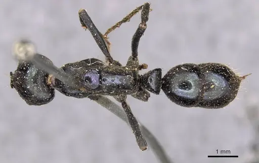 Neoponera carbonaria - CASENT0907277