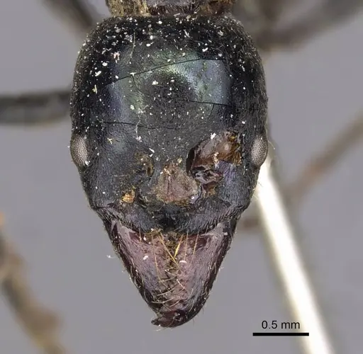 Neoponera carbonaria - CASENT0907277