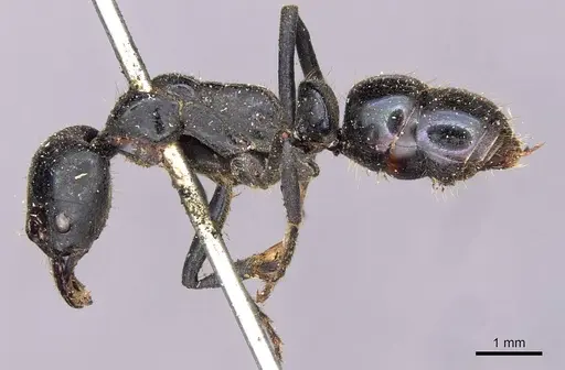 Neoponera carbonaria - CASENT0907277