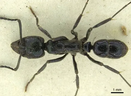Neoponera carbonaria - CASENT0915655