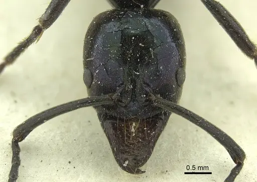 Neoponera carbonaria - CASENT0915655