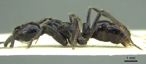 Neoponera carbonaria - CASENT0915655