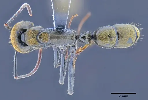Neoponera chyzeri specimen