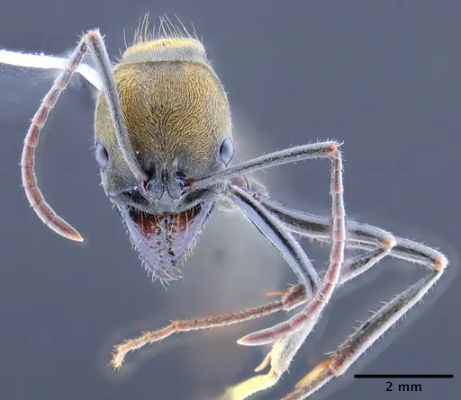 Neoponera chyzeri specimen