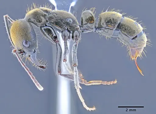 Neoponera chyzeri specimen