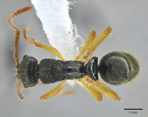 Neoponera concava specimen