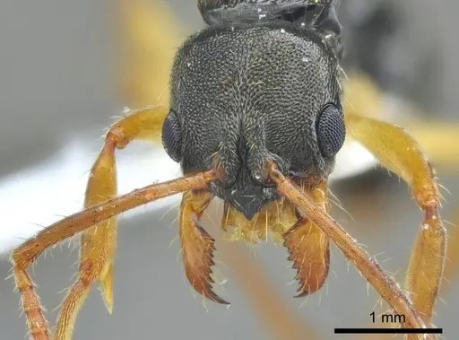 Neoponera concava specimen