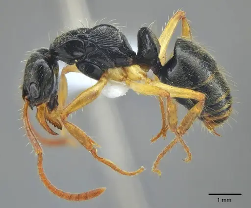 Neoponera concava specimen