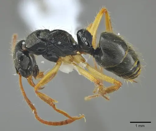 Neoponera concava - ANTWEB1014009