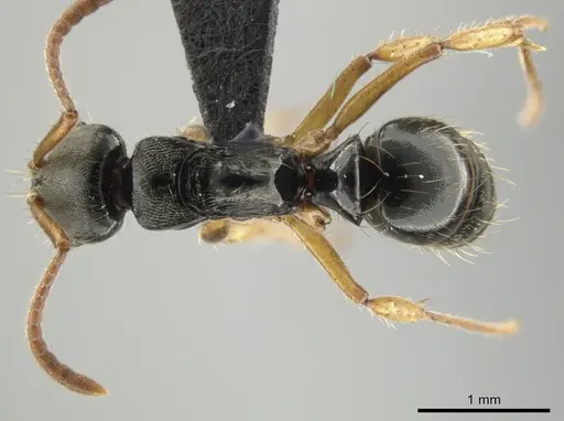 Neoponera concava - ANTWEB1032620