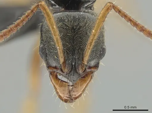 Neoponera concava - ANTWEB1032620