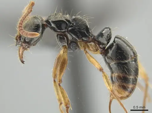 Neoponera concava - ANTWEB1032620