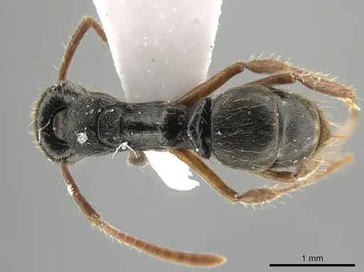 Neoponera concava - CASENT0649901