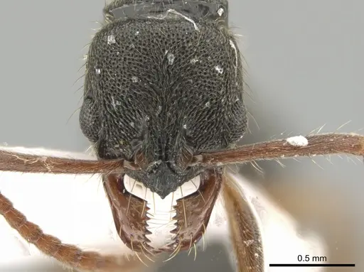 Neoponera concava - CASENT0649901