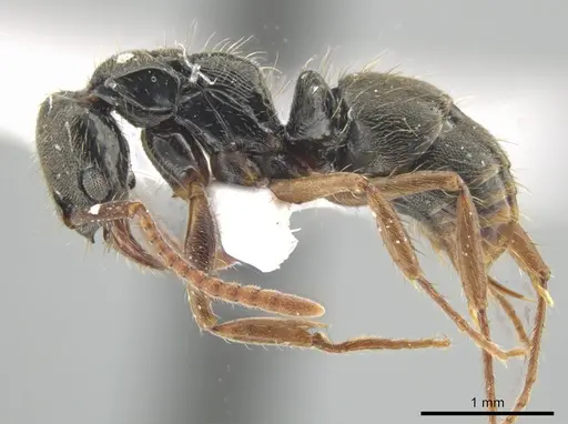 Neoponera concava - CASENT0649901