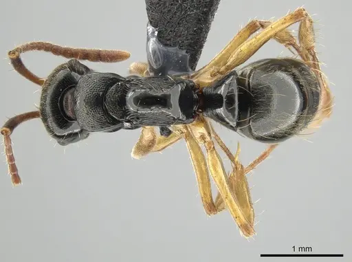 Neoponera concava - DZUP549361