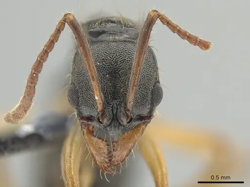 Neoponera concava - DZUP549361