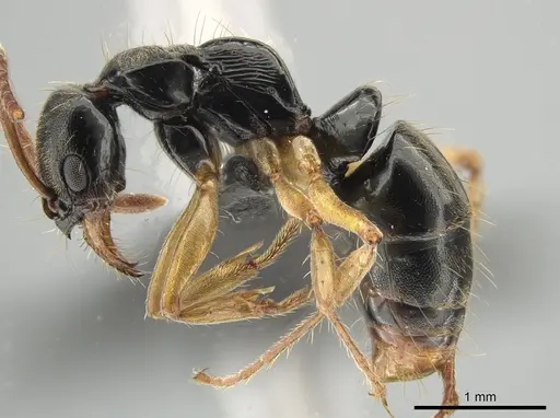 Neoponera concava - DZUP549361