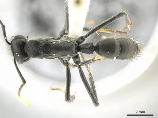 Neoponera cooki specimen