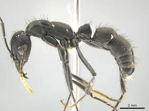 Neoponera cooki specimen