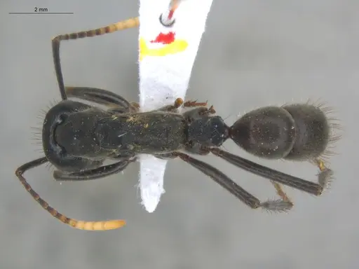 Neoponera cooki - ECOFOG-SGR-GP2PF26-02