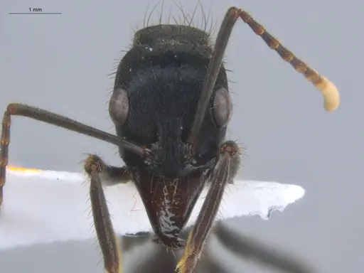 Neoponera cooki - ECOFOG-SGR-GP2PF26-02