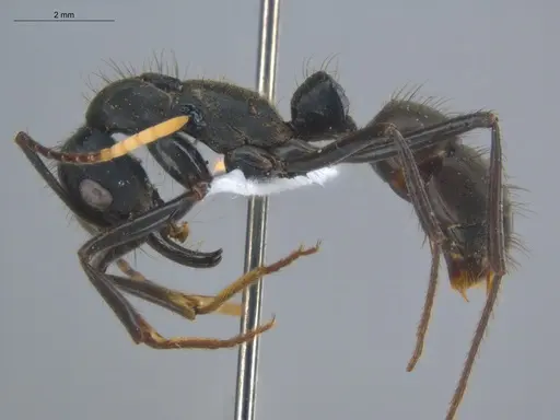 Neoponera cooki - ECOFOG-SGR-GP2PF26-02