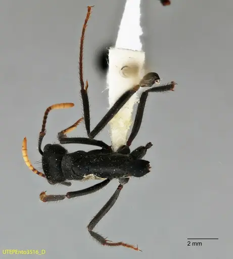 Neoponera cooki - UTEPENTO3516