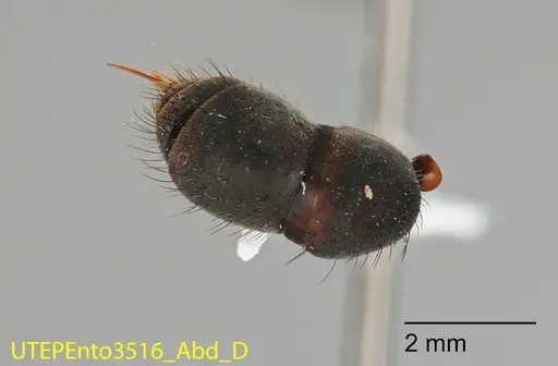 Neoponera cooki - UTEPENTO3516