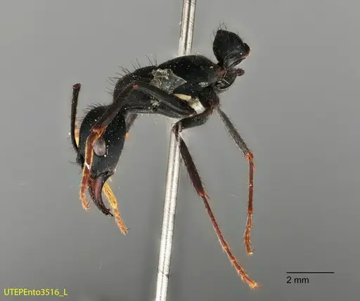 Neoponera cooki - UTEPENTO3516